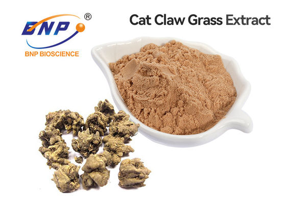 Cat Claw grass Extract Alkaloid 3% ผงสีเหลือง