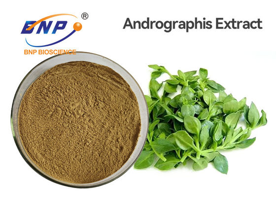 Antibacterial Food Grade Andrographis Paniculata Extract ผง 3% -99% Andrographolide