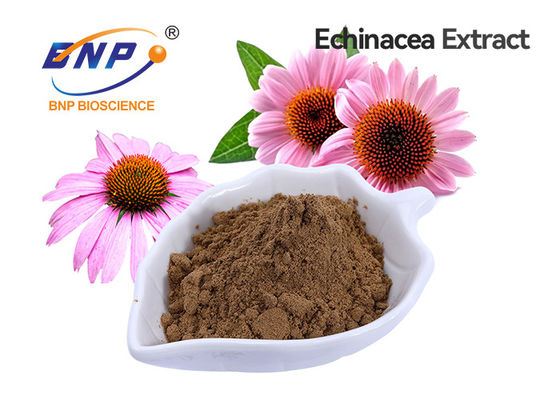 Echinacea Purpurea Extract โพลีฟีนอล 4% เกรดอาหาร