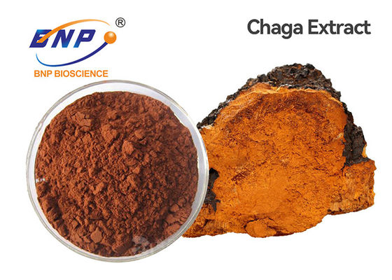 สารสกัดจากเห็ดไซบีเรียน Chaga Polysaccharides 20%