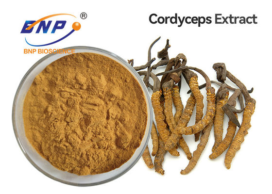ผงสารสกัดจากเห็ดสีเหลืองสีน้ำตาล Cordyceps Sinensis Mycelium