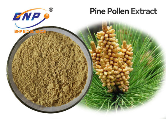 GMP Anti-Aging Pine Pollen Extract ผงสีเหลืองอ่อน