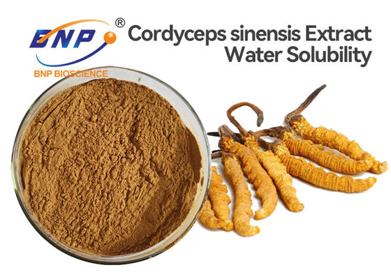 Polysaccharide 10% Cordyceps Sinensis Extract Powder เห็ดสมุนไพรหมักธรรมชาติ