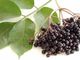 ผงน้ำผลไม้ Elderberry สีม่วงเกรดอาหาร Sambucus Nigra Fruit Extract