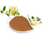 GMP Honeysuckle Flower Extract กรดคลอโรจีนิก 5% -98%