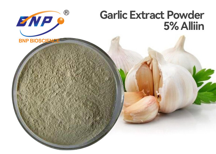 GMP Antibacterial Allium Sativum Bulb Extract 5% Allicin White Powder